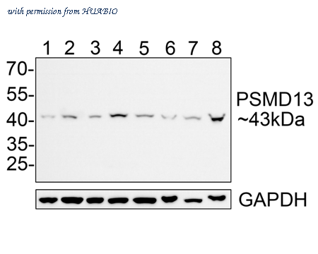 HUABIO HA500441 image 1