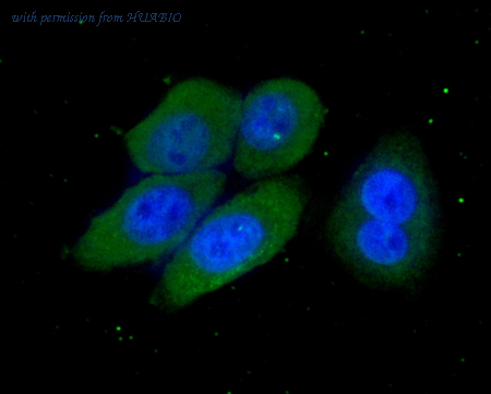 HUABIO HA500441 image 3