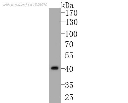 HUABIO HA500443 image 1