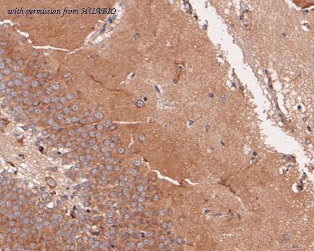 HUABIO HA500443 image 2