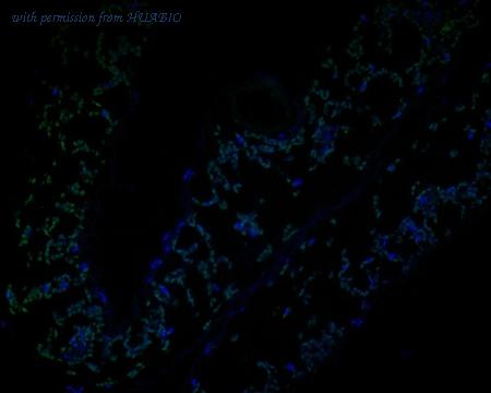 HUABIO HA500447 image 1