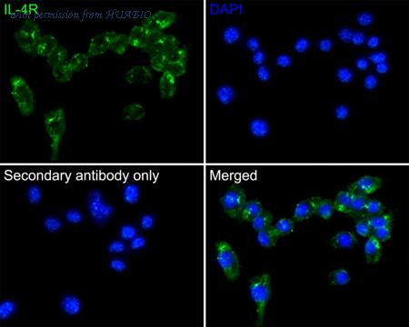 HUABIO HA500453 image 2