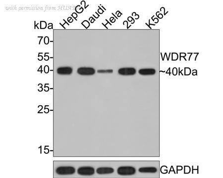 HUABIO HA500456 image 1