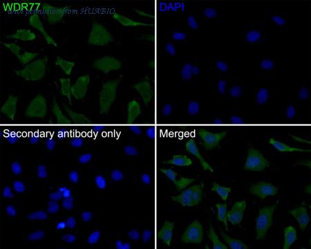 HUABIO HA500456 image 2