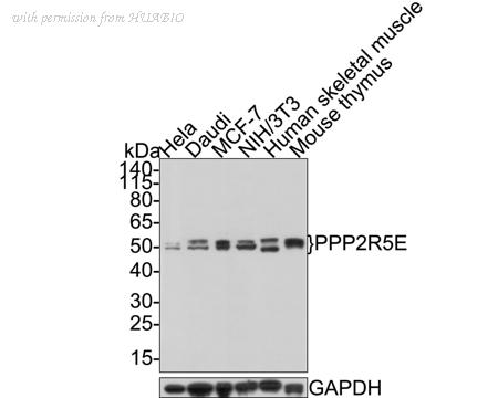 HUABIO HA500457 image 1