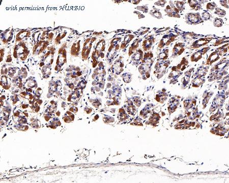 HUABIO HA500457 image 3