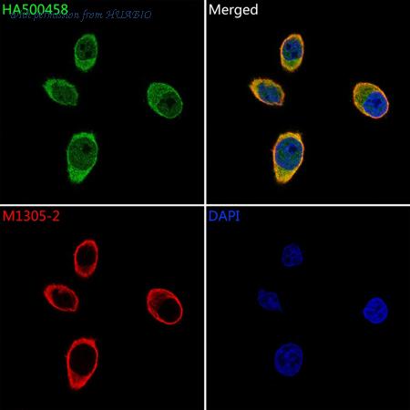 HUABIO HA500458 image 2