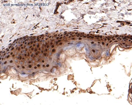 HUABIO HA500458 image 3