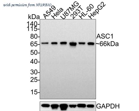 HUABIO HA500460 image 1