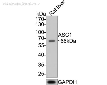 HUABIO HA500460 image 2