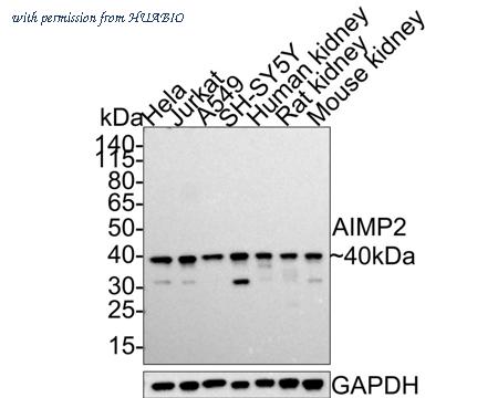 HUABIO HA500461 image 1