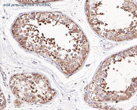 HUABIO HA500461 image 2