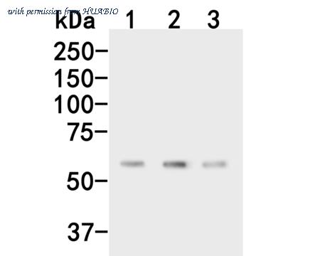HUABIO HA500462 image 1
