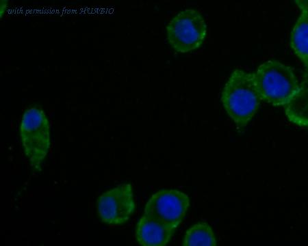 HUABIO HA500462 image 2