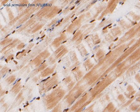 HUABIO HA500463 image 1