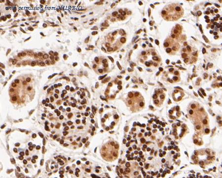 HUABIO HA500463 image 2