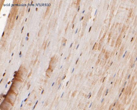 HUABIO HA500463 image 3