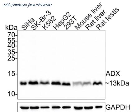 HUABIO HA500468 image 1