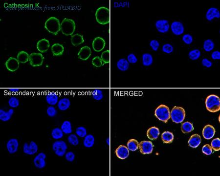 HUABIO HA500469 image 2