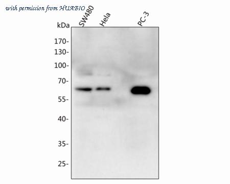 HUABIO HA500470 image 1