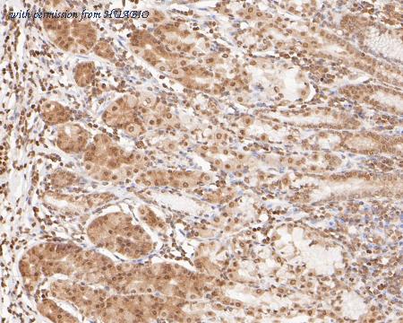 HUABIO HA500470 image 3