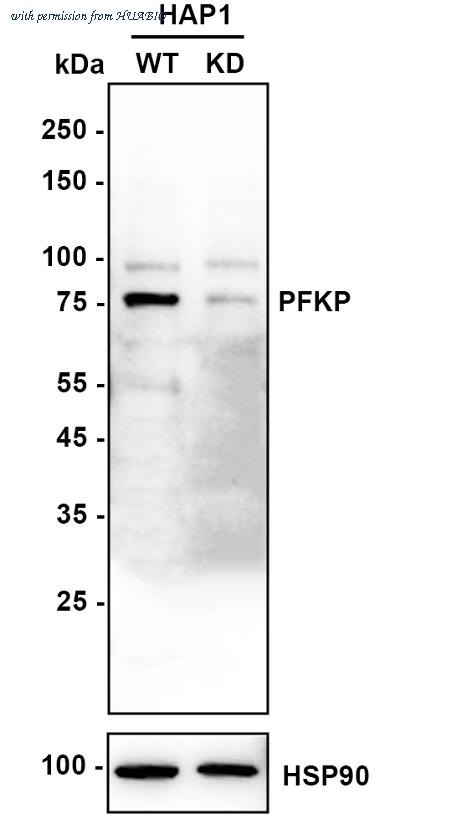 HUABIO HA500472 image 1