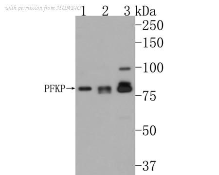 HUABIO HA500472 image 2