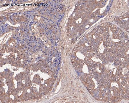 HUABIO HA500472 image 3