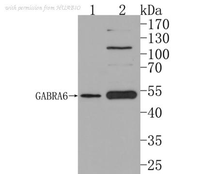 HUABIO HA500473 image 1