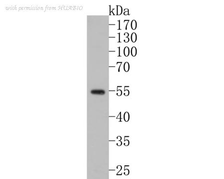 HUABIO HA500473 image 2