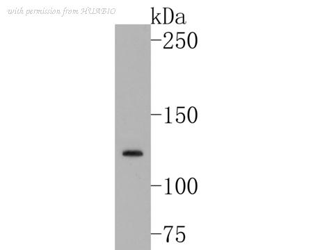 HUABIO HA500475 image 1