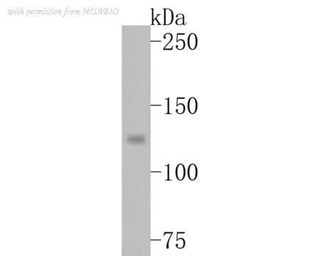 HUABIO HA500475 image 2