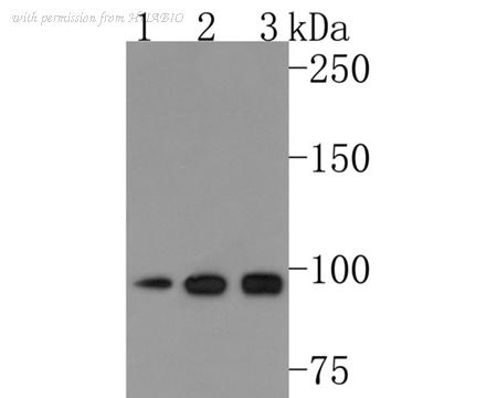 HUABIO HA500477 image 1