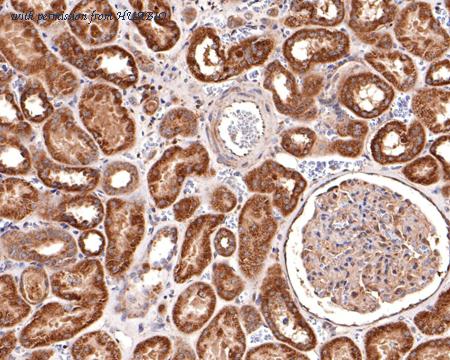 HUABIO HA500477 image 2