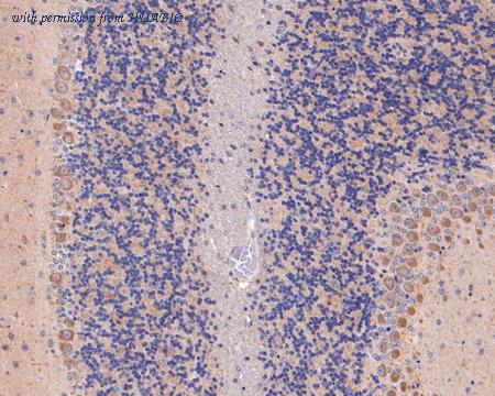 HUABIO HA500477 image 3