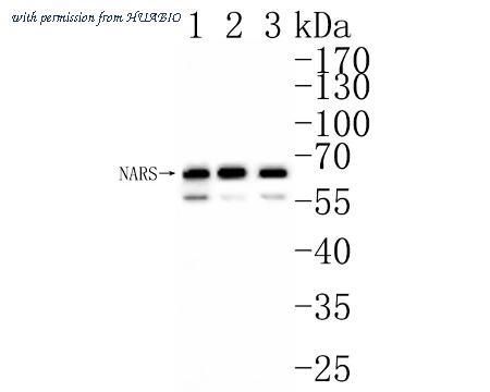 HUABIO HA500479 image 1