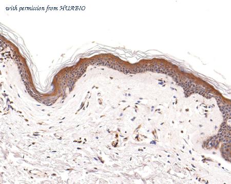 HUABIO HA500480 image 2