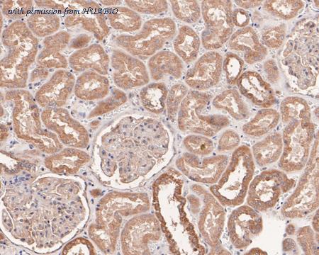 HUABIO HA500480 image 3