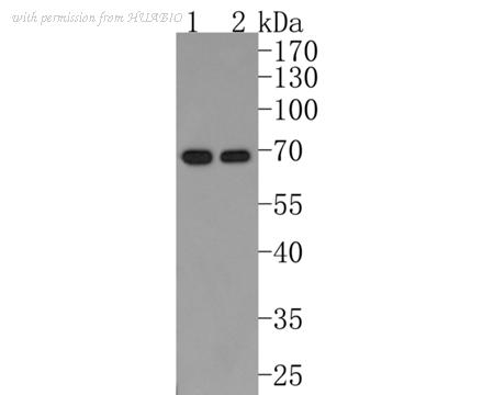HUABIO HA500483 image 1