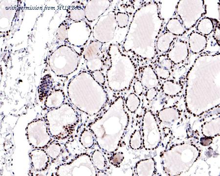 HUABIO HA500483 image 2