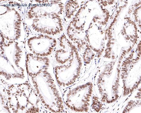 HUABIO HA500483 image 3