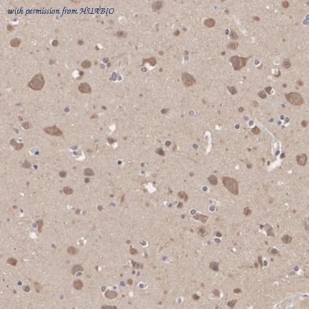 HUABIO HA500484 image 2