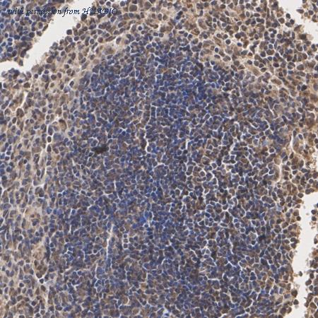 HUABIO HA500485 image 3