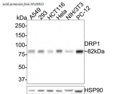 HUABIO HA500487 image 1