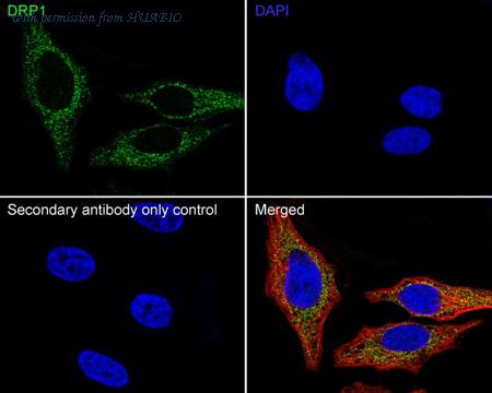 HUABIO HA500487 image 2