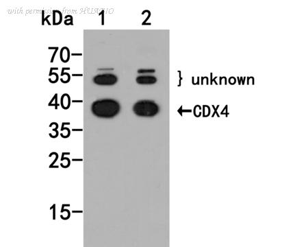 HUABIO HA500489 image 1