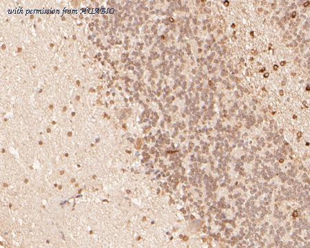 HUABIO HA500489 image 2