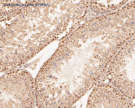 HUABIO HA500489 image 3