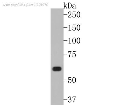 HUABIO HA500490 image 1