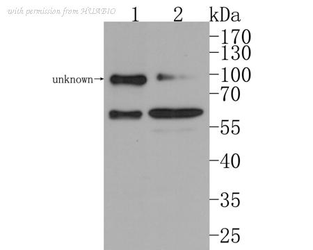 HUABIO HA500490 image 2